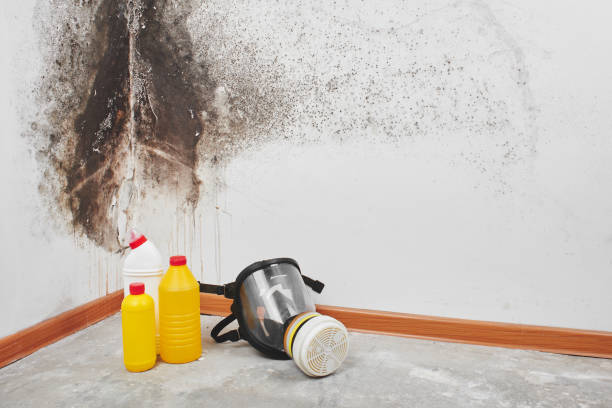 Best Mold Remediation for Specific Building Types in Crosspointe, VA