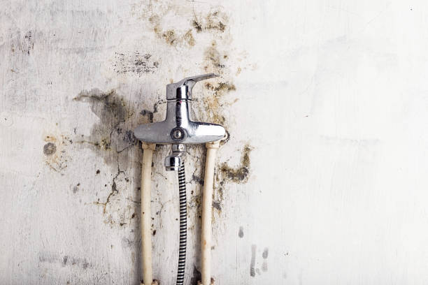 Best White Mold Remediation in Crosspointe, VA