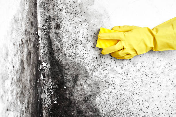 Best Residential Mold Remediation in Crosspointe, VA