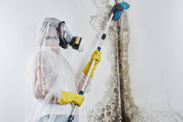 Best Health and Safety Mold Remediation in Crosspointe, VA
