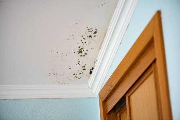 Best Post-Flood Mold Remediation in Crosspointe, VA