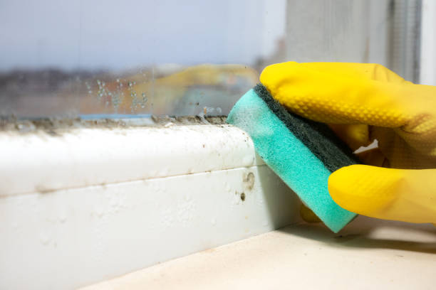 Best Basement Mold Remediation in Crosspointe, VA