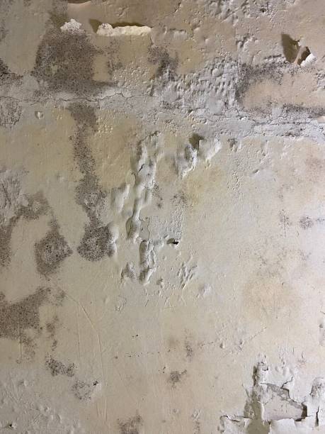 Best Crawl Space Mold Remediation in Crosspointe, VA