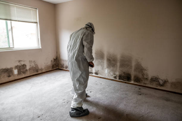 Best Post-Flood Mold Remediation in Crosspointe, VA