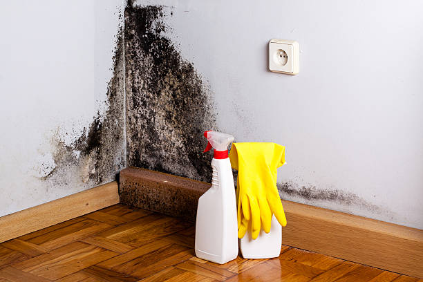 Best Industrial Mold Remediation in Crosspointe, VA