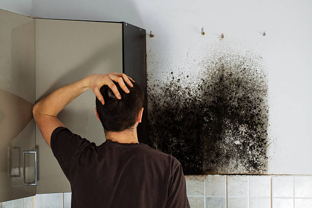 Best Commercial Mold Remediation in Crosspointe, VA